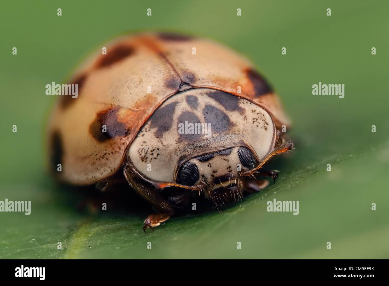 Vorderansicht des 10-Punkt-Ladybird (Adalia decempunctata) Stockfoto