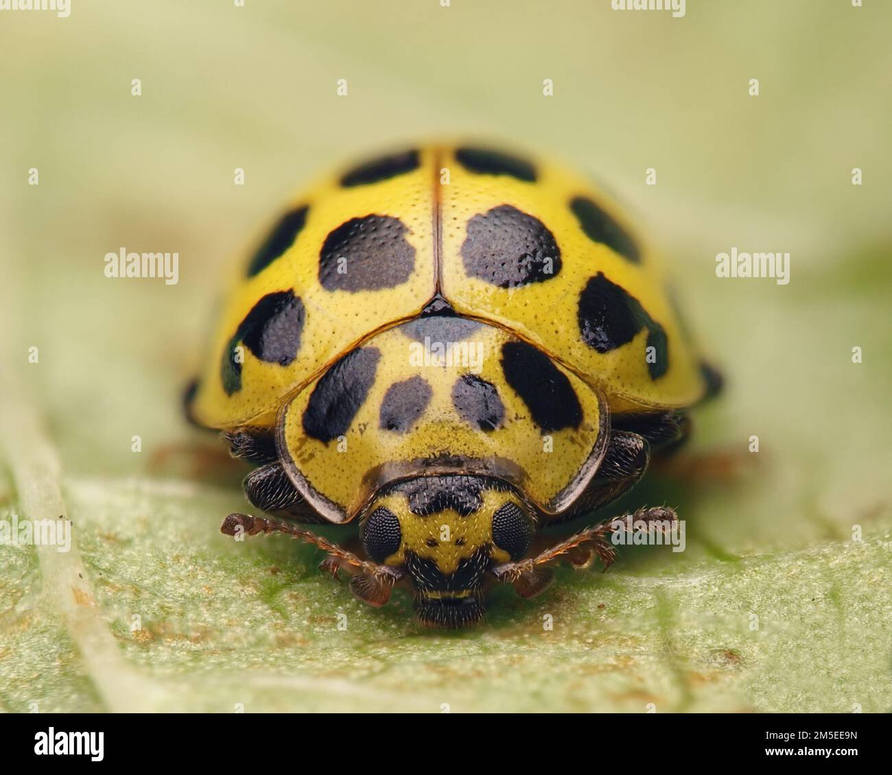 Frontalansicht der 22-Fleckchen-Ladybird (Psyllobora 22-punctata) an der Unterseite des Blattes Stockfoto