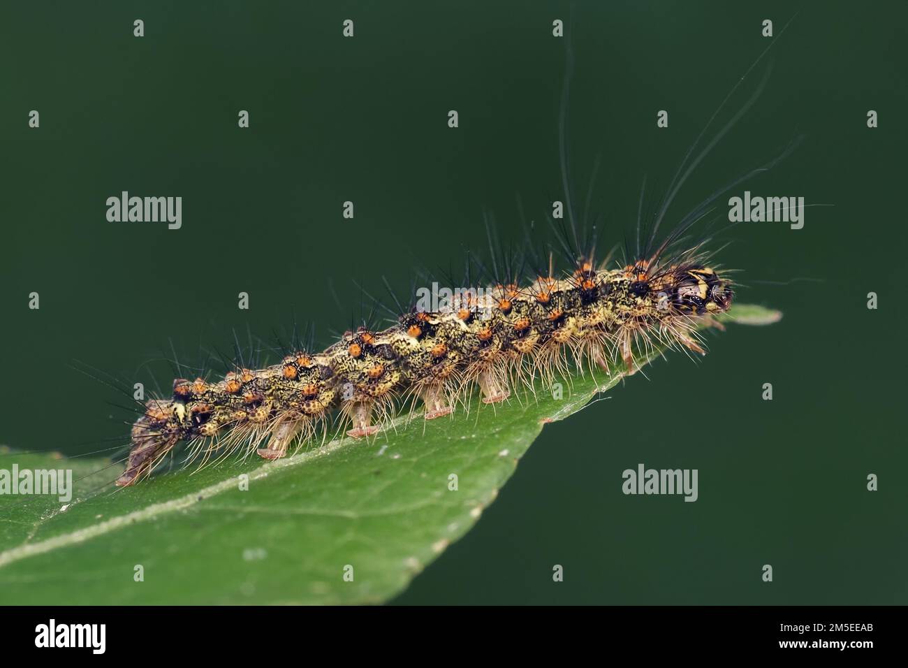 Red Neck Footman Mottenraupe (Atolmis rubricollis) am Blattrand. Tipperary, Irland Stockfoto