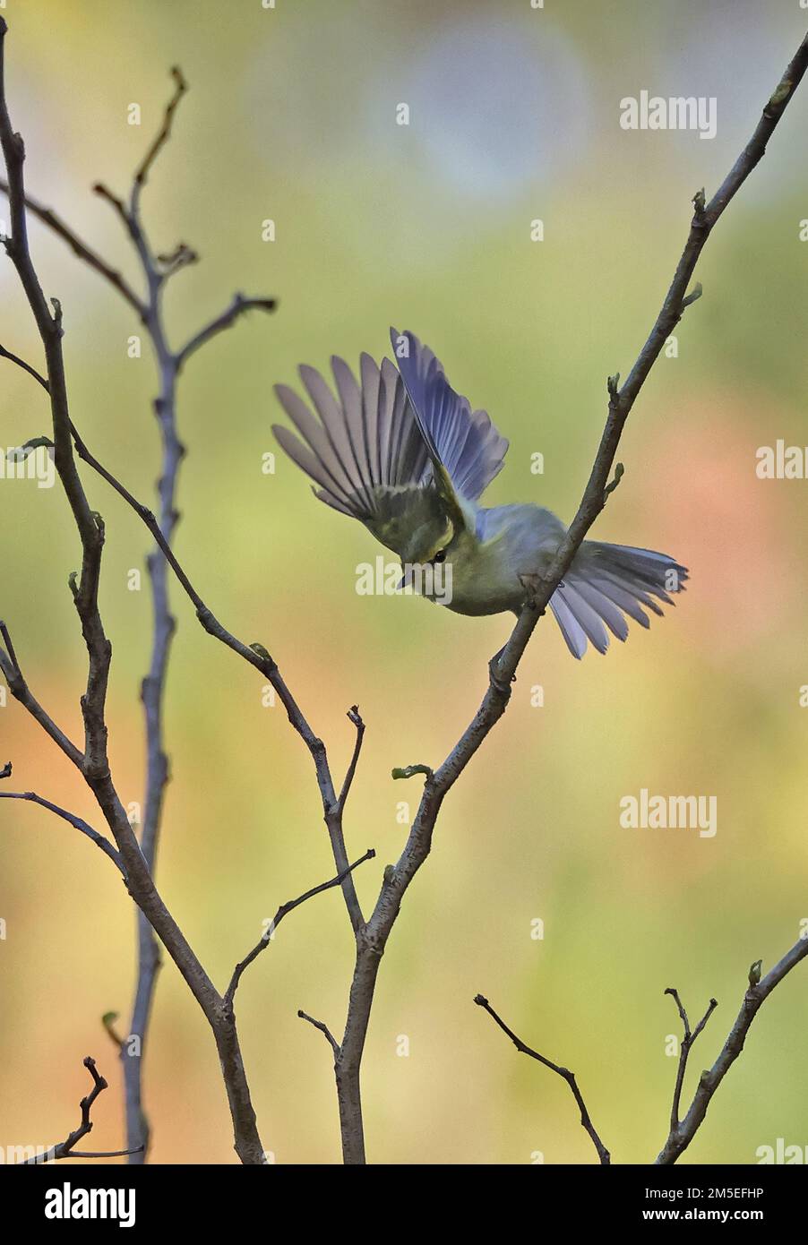 Gelbbrauen-Warbler (Phylloscopus inornatus), Erwachsener, der vom Baum Datanla Wasserfall abhebt; Da Lat, Vietnam Dezember Stockfoto