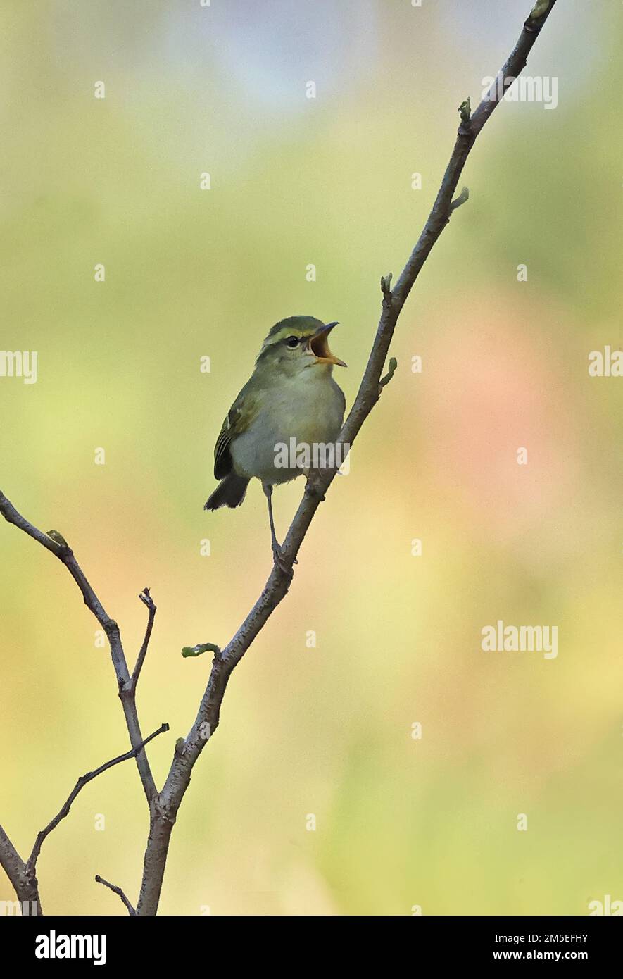 Gelbbraun-Wanderer (Phylloscopus inornatus), Erwachsener, hoch oben auf dem Zweig und ruft Datanla Wasserfall; Da Lat, Vietnam Dezember Stockfoto