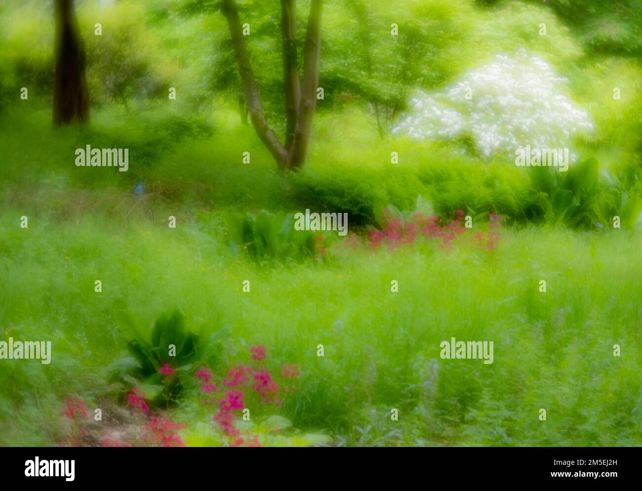 Weiches nebiges Bild des Frühlings in einem englischen Garten Stockfoto