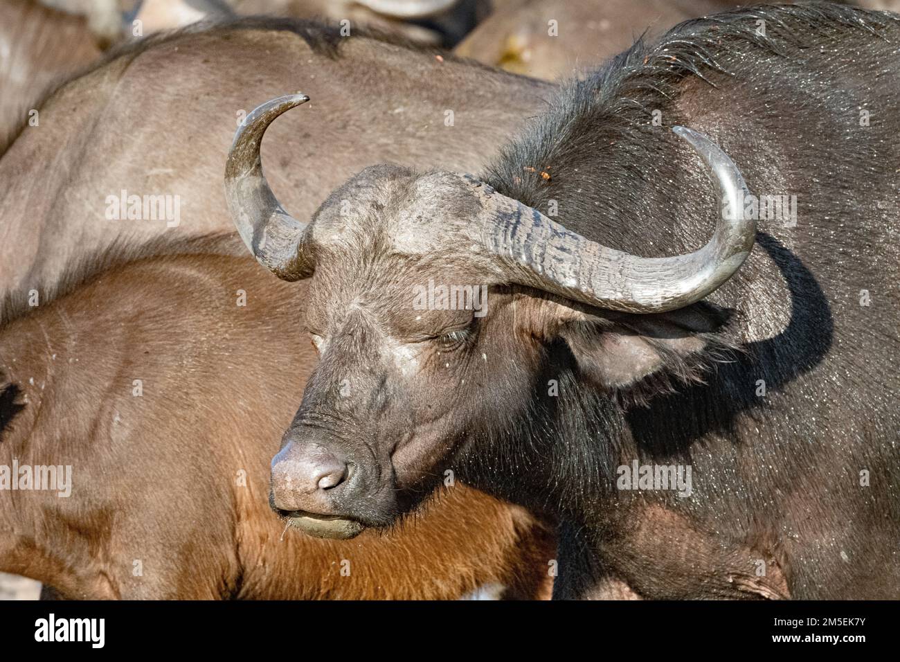 Gesicht und Schultern eines Büffels im Kruger-Nationalpark, Südafrika Stockfoto