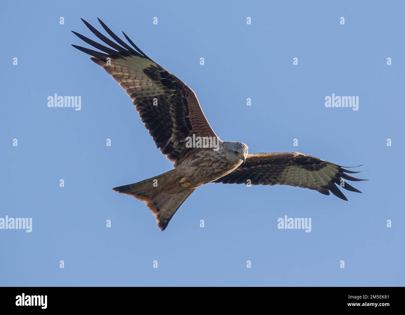 Nahaufnahme eines bunten Roten Drachen (Milvus milvus) im Flug in einem klaren blauen Himmel. Aus dem Aussterben des Vereinigten Königreichs zurückgebracht . Suffolk Stockfoto