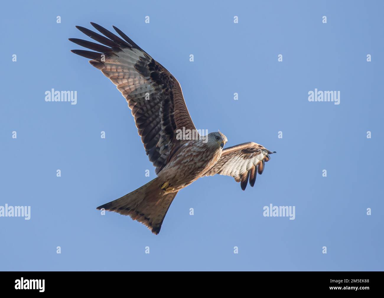 Nahaufnahme eines bunten Roten Drachen (Milvus milvus) im Flug in einem klaren blauen Himmel. Aus dem Aussterben des Vereinigten Königreichs zurückgebracht . Suffolk Stockfoto