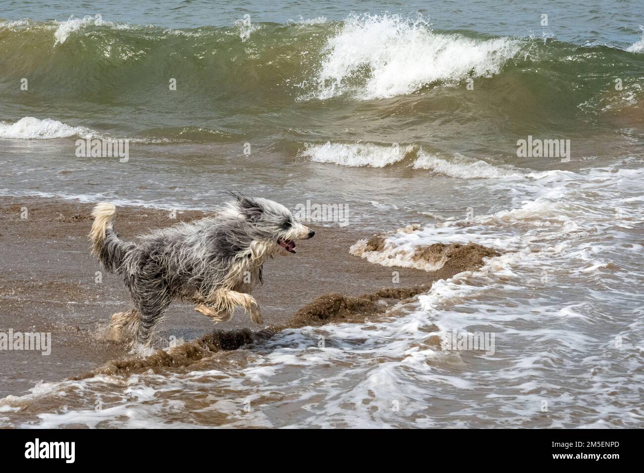 Ein Hund, der am Strand von Yorkshire surft Stockfoto