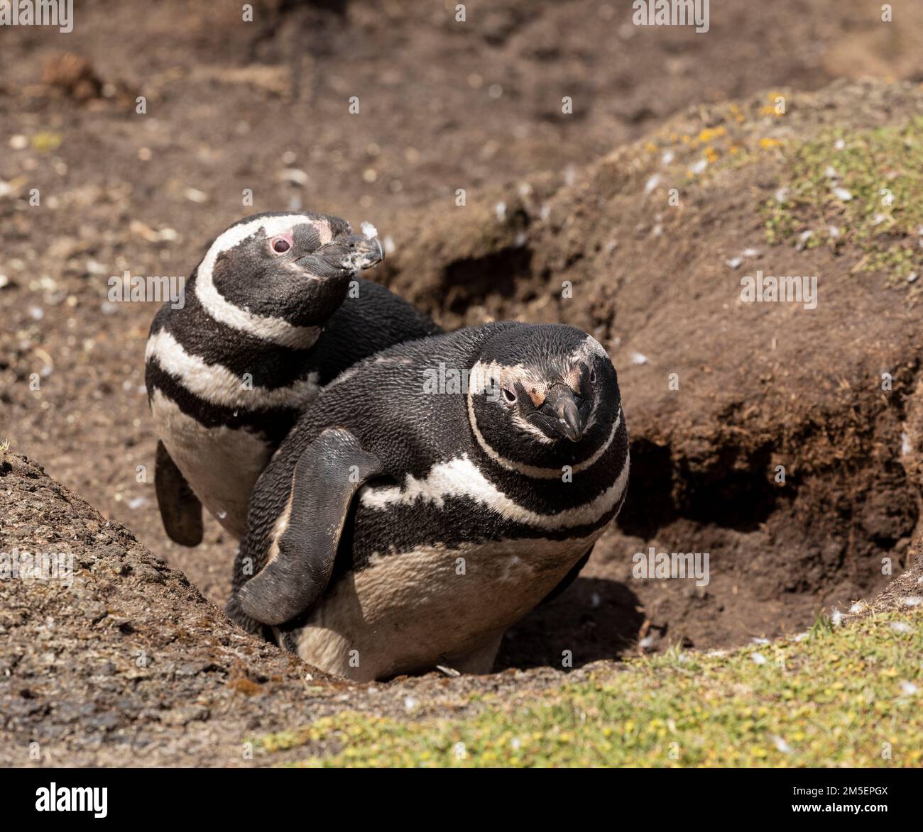 Ein Paar wilde Magellanische Pinguine, Spheniscus magellanicus, am Eingang zu ihrer Nistgrube auf Pebble Island, Falklandinseln Stockfoto