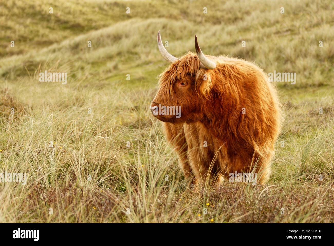 Ein wunderschönes schottisches Highland-Vieh im nordholländischen Dünenreservat. Schoorlse Duinen, Niederlande. Stockfoto