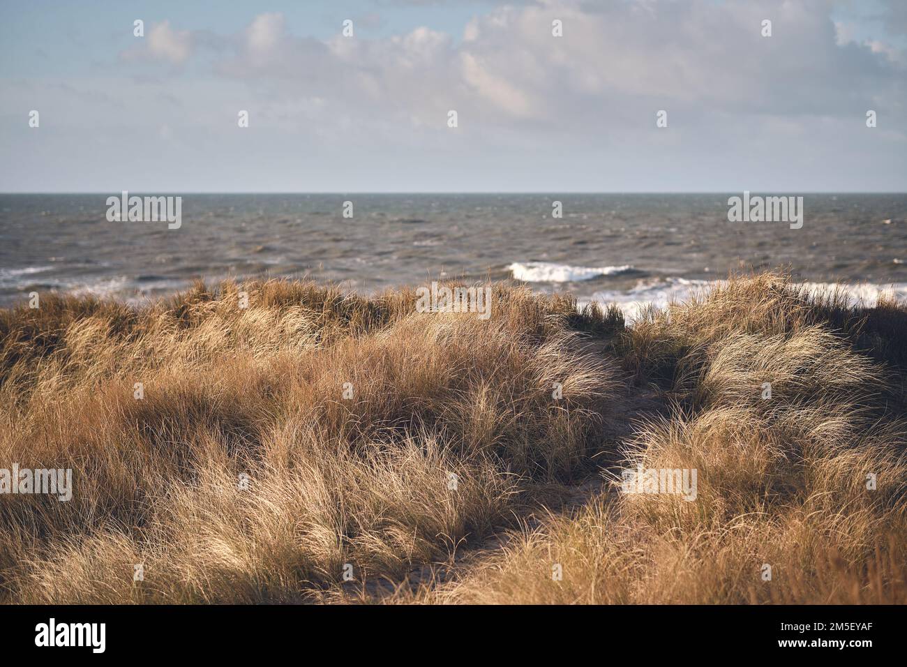 goldene Dünen an der Westküste dänemarks. Hochwertiges Foto Stockfoto