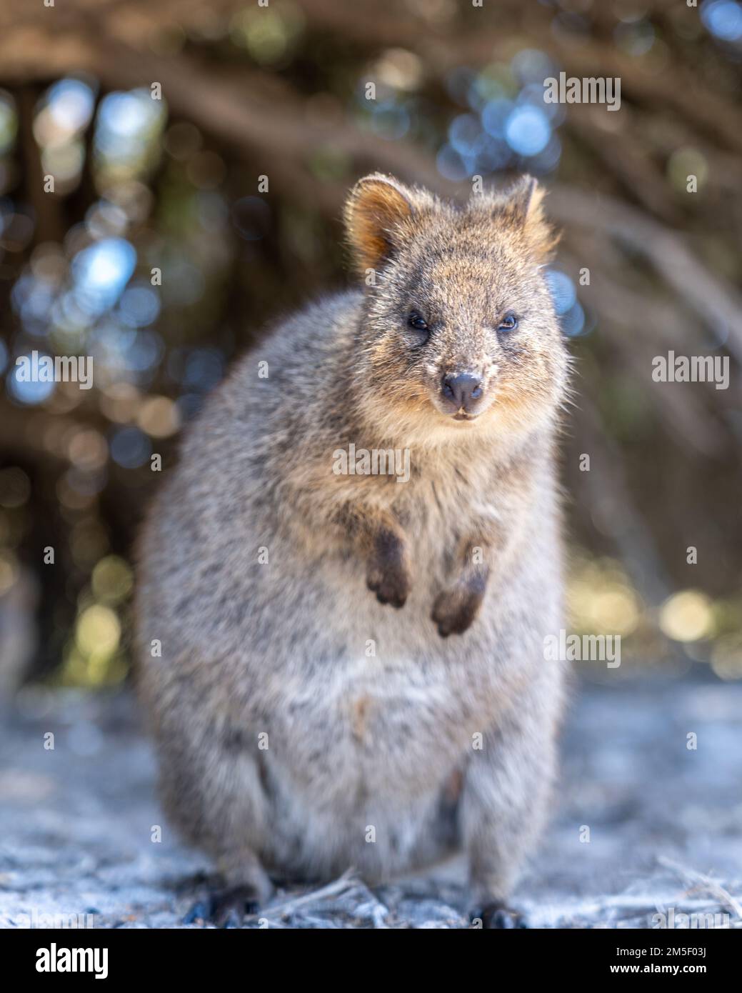 Eine vertikale Nahaufnahme eines pelzigen Quokka an einem sonnigen Tag Stockfoto