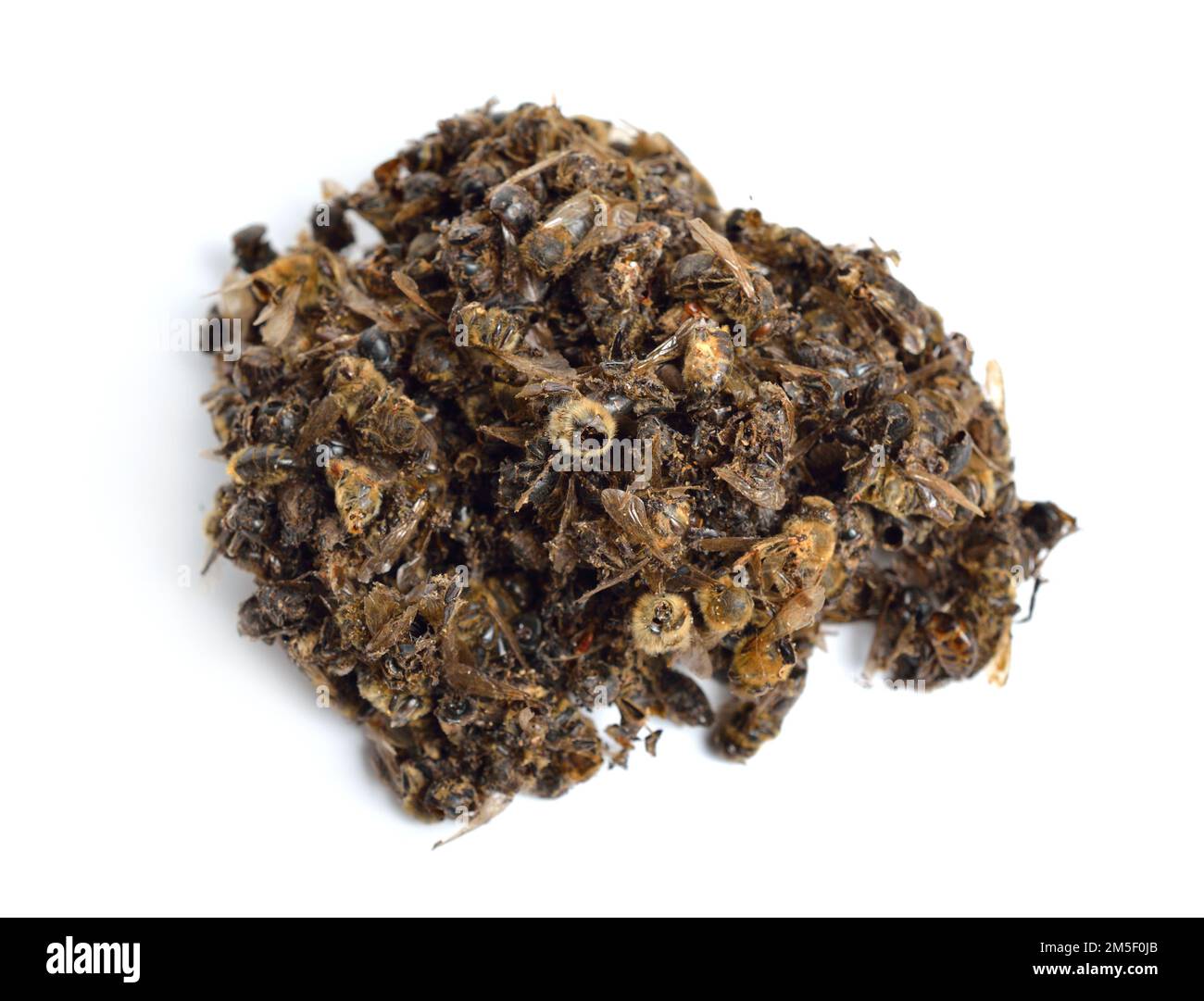 Heap verendete Bienen für die Apitherapie isoliert auf weißem Hintergrund Stockfoto