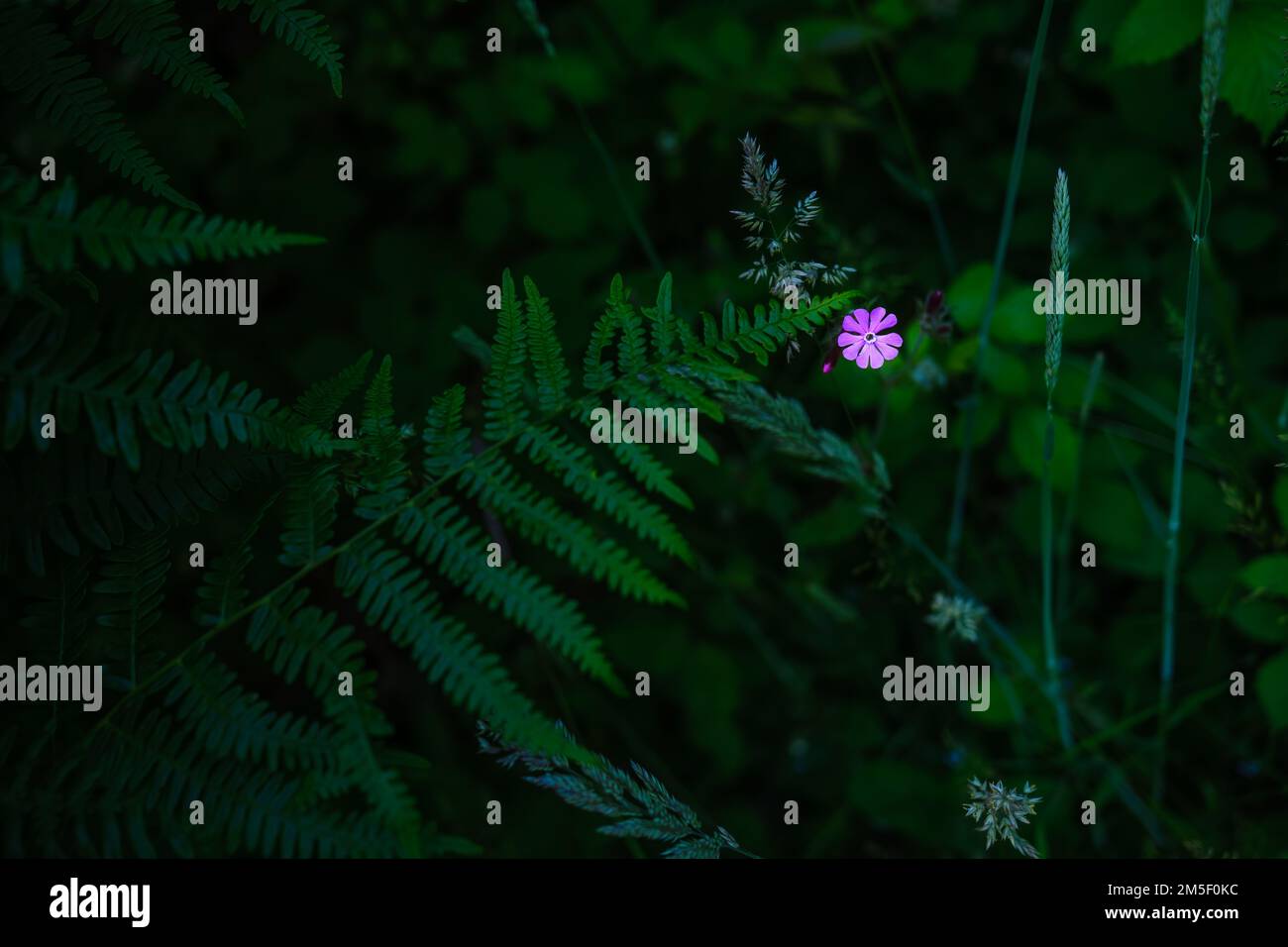 Eine einzelne rosa Blume eines roten campion (Silene dioica) inmitten von Waldunterholz. Stockfoto