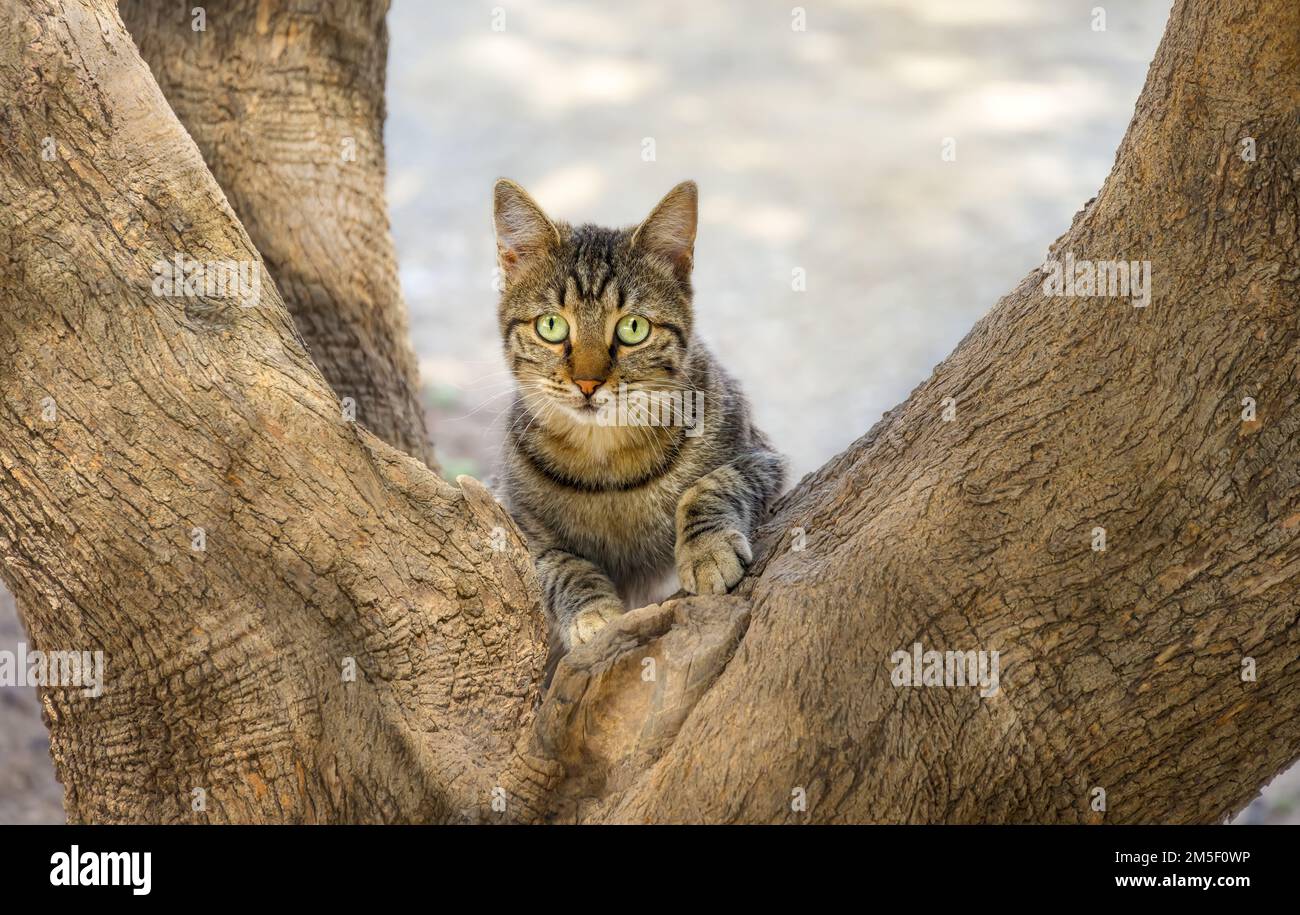 Eine niedliche Katze, die auf einer Gabel eines alten dicken Olivenbaums steht und merkwürdig aussieht, Samos, Griechenland Stockfoto