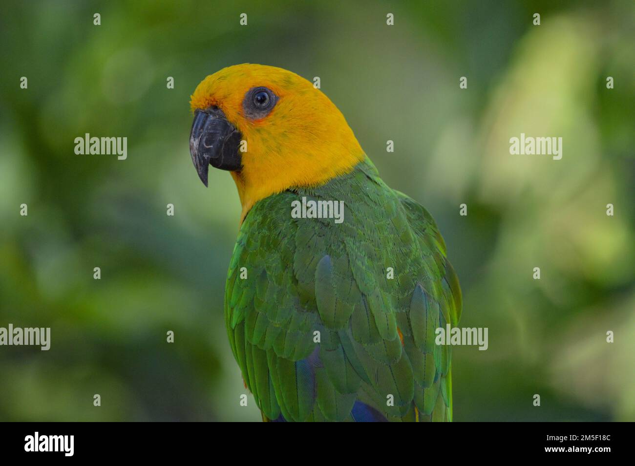 Nahaufnahme eines Jandaya-Sittichs Stockfoto