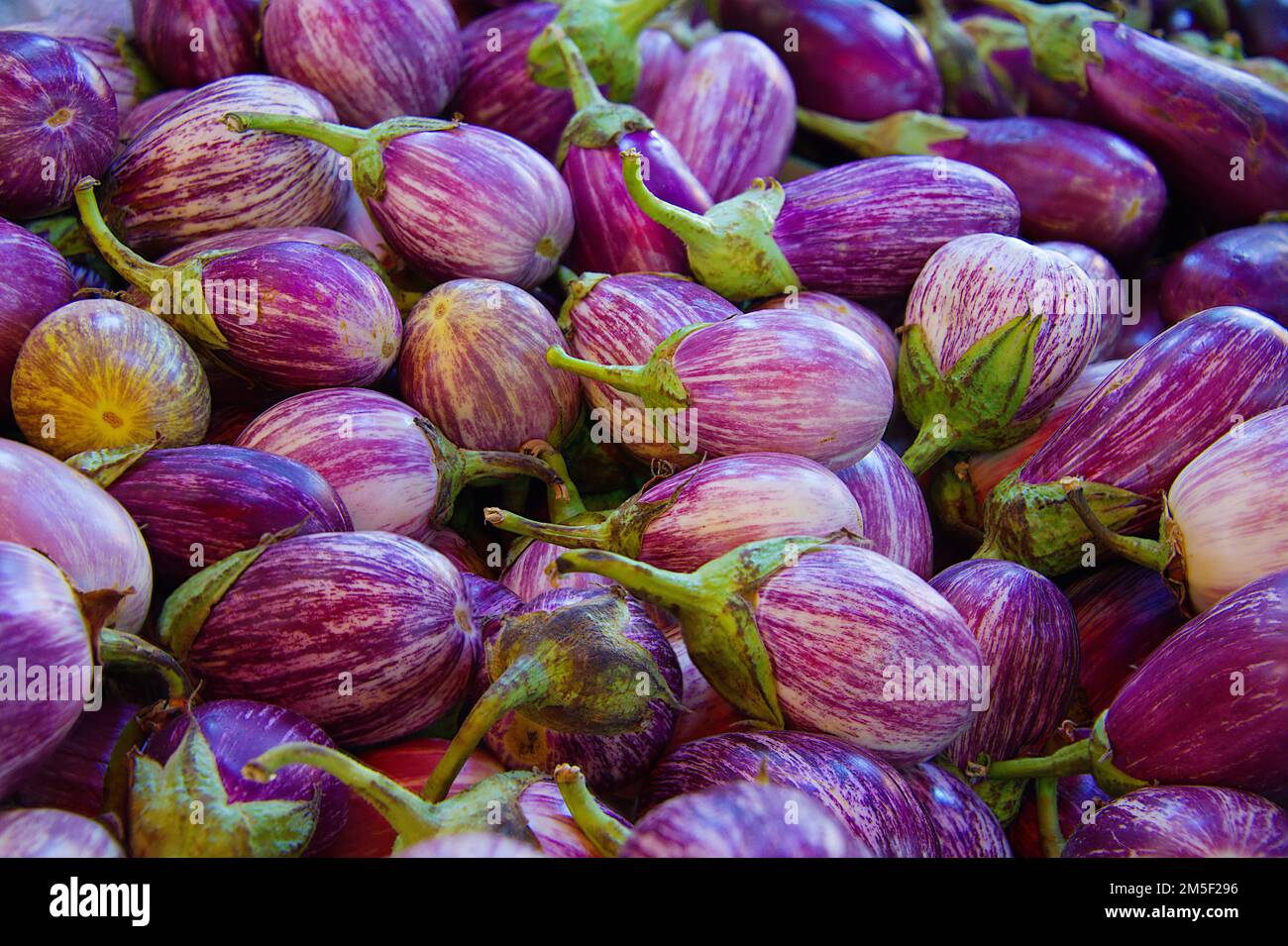 Viele kleine frische Auberginen können auf dem lokalen Markt gekauft werden Stockfoto