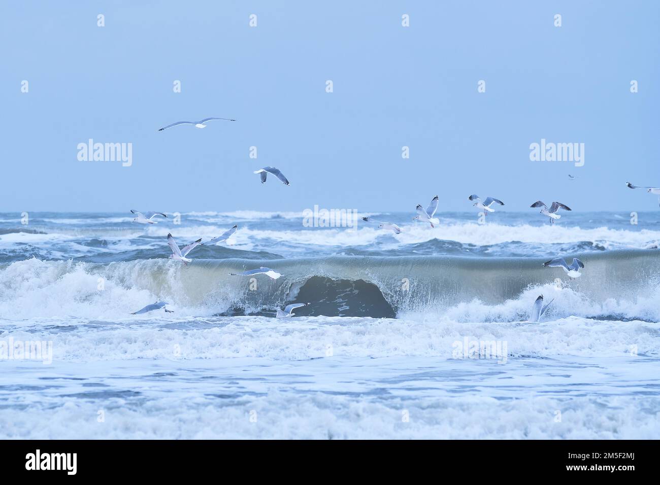 Möwen über dem stürmischen Nordmeer. Hochwertiges Foto Stockfoto