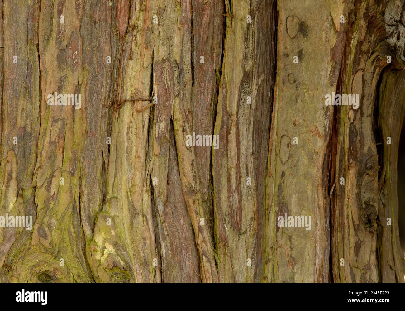 Muster und Texturen in der Rinde einer Baumnaht Stockfoto