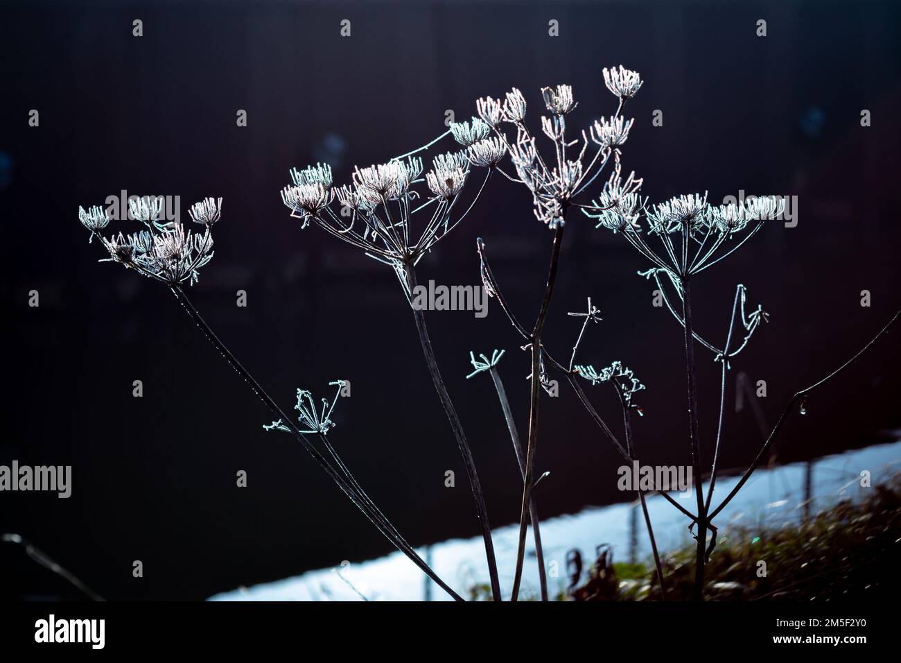 KuhPetersilie ist mit Frost bedeckt und wird an einem kalten Wintertag von der Sonne erhellt. Stockfoto