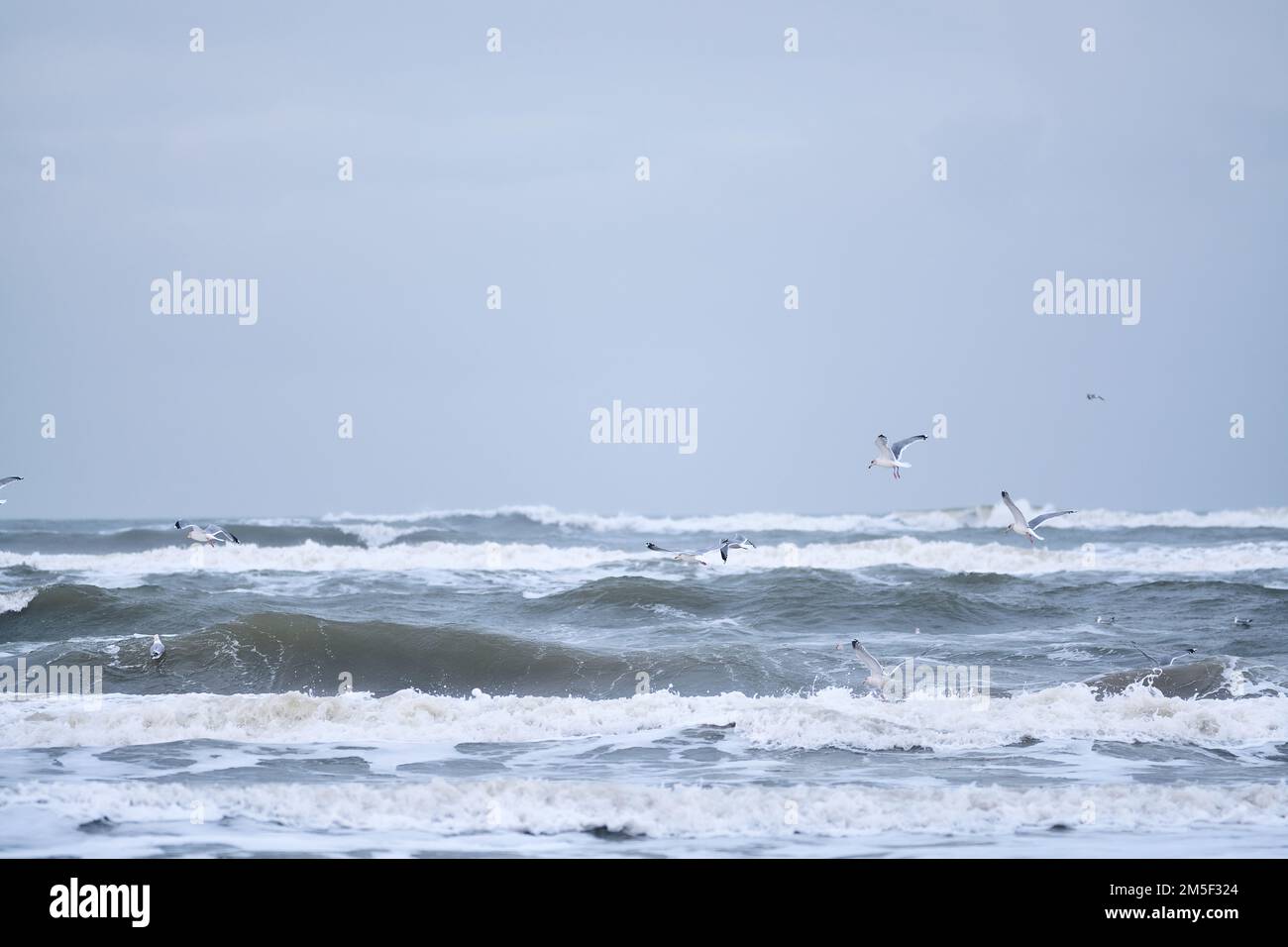 Möwen fliegen über große Wellen auf der Nordsee. Hochwertiges Foto Stockfoto