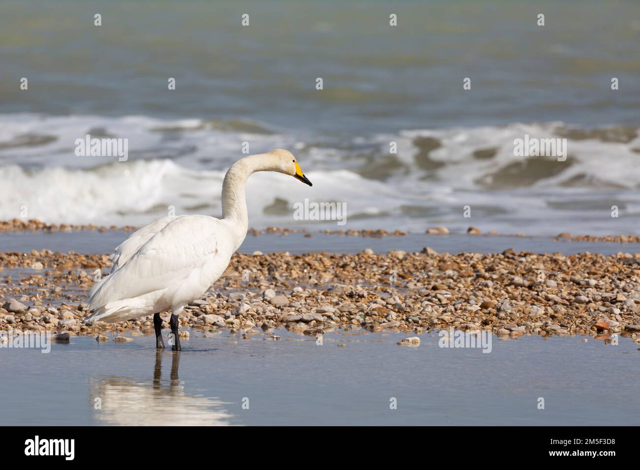 Eleganter Whooper Swan (Cygnus cygnus) am Ufer eines Flusses. Stockfoto