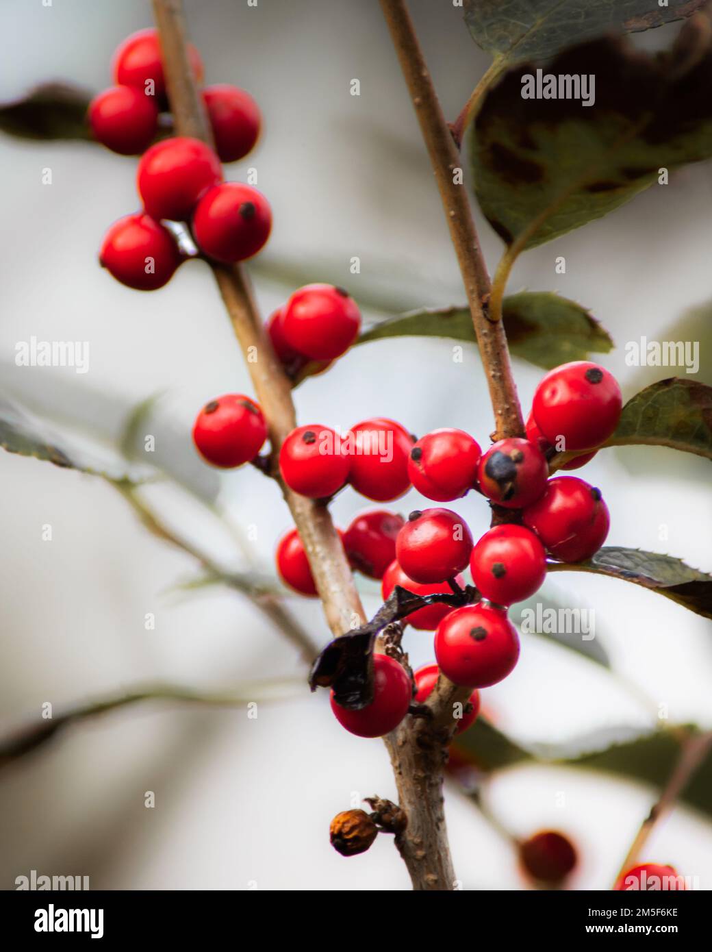 Winter Red Winterberry auf weißem Hintergrund Stockfoto