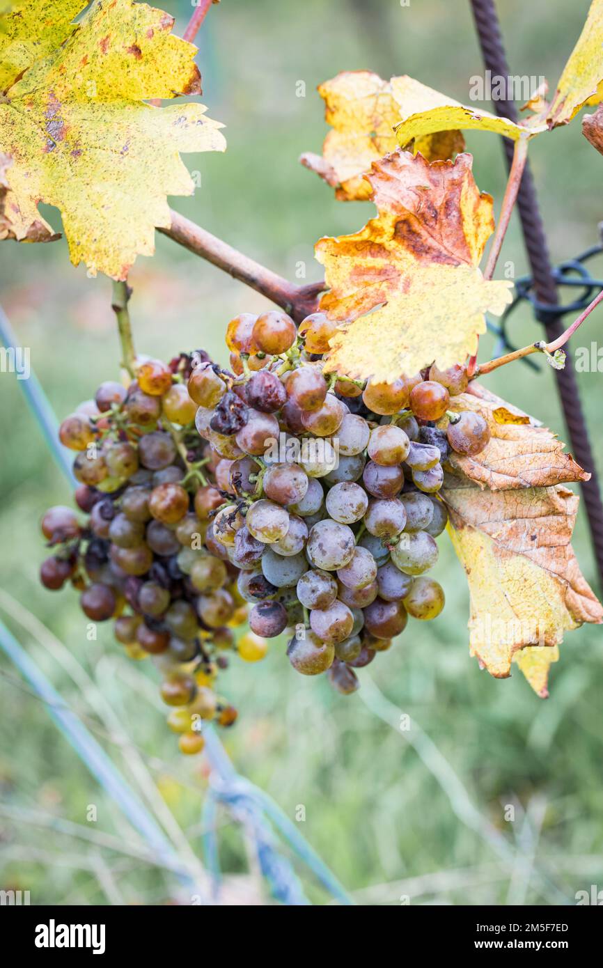 Reife Trauben in den österreichischen Weinbergen. Bereit für die Ernte im Herbst. Stockfoto