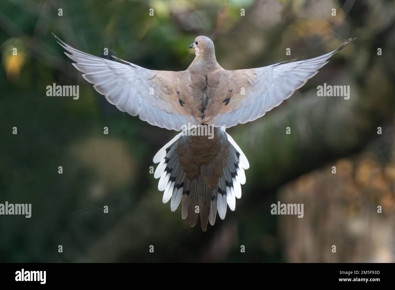 Symmetrisches Bild einer trauernden Taube im Flug Stockfoto