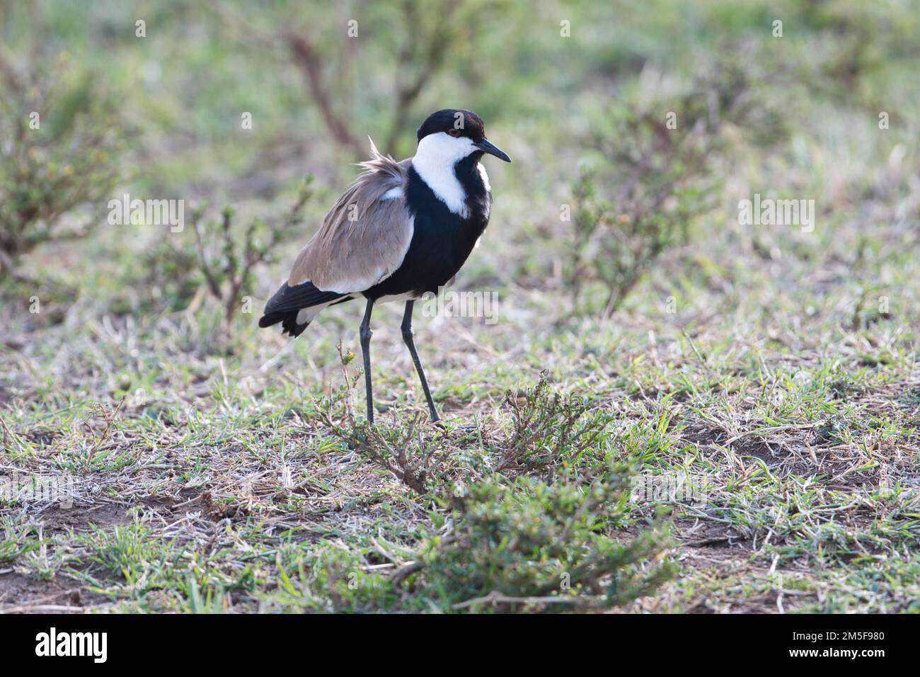 Sporenflügelpfeifer (Vanellus spinosus), auch bekannt als Stechflügelpfeifer Stockfoto