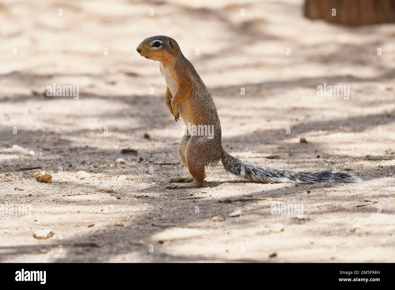 Ungestreiftes Eichhörnchen (Xerus rutilus), Selenkay Conservancy, Amboseli, Kenia Stockfoto