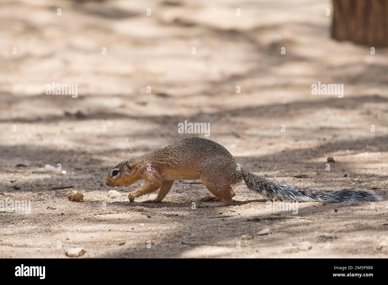 Ungestreiftes Eichhörnchen (Xerus rutilus), Selenkay Conservancy, Amboseli, Kenia Stockfoto