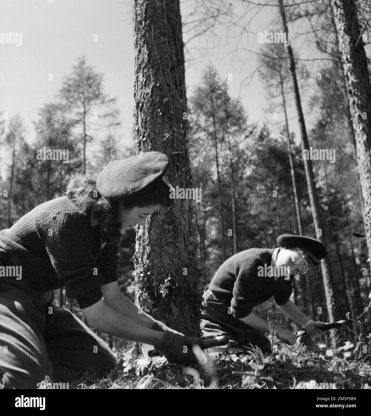 Land Girls verwenden eine Doppelsäge, um einen Baum zu Fällen, als Teil ihres Trainings im Womens Land Army Camp in Culford. Stockfoto