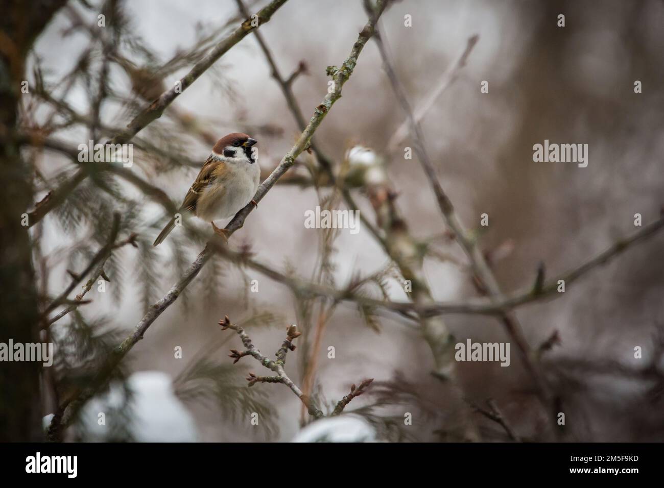 Eurasische Baum-Spatz (Passer Montanus) Stockfoto