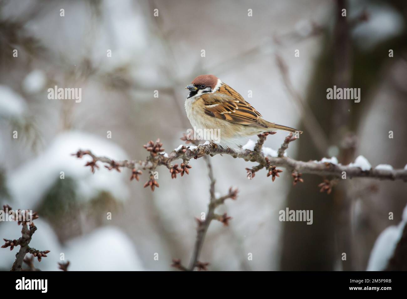 Eurasische Baum-Spatz (Passer Montanus) Stockfoto