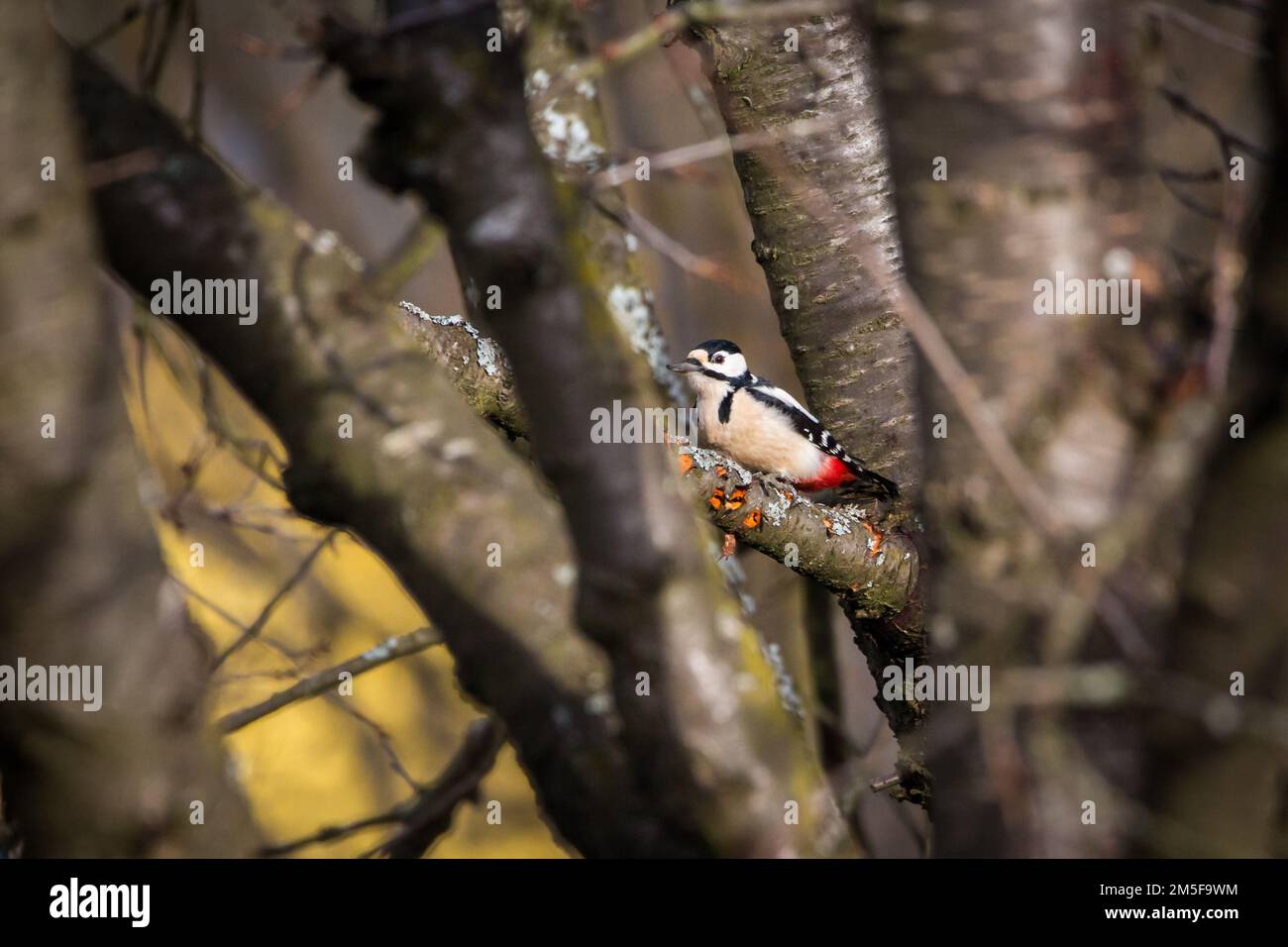 Großer Specht mit Flecken (Dendrocopos Major) Stockfoto
