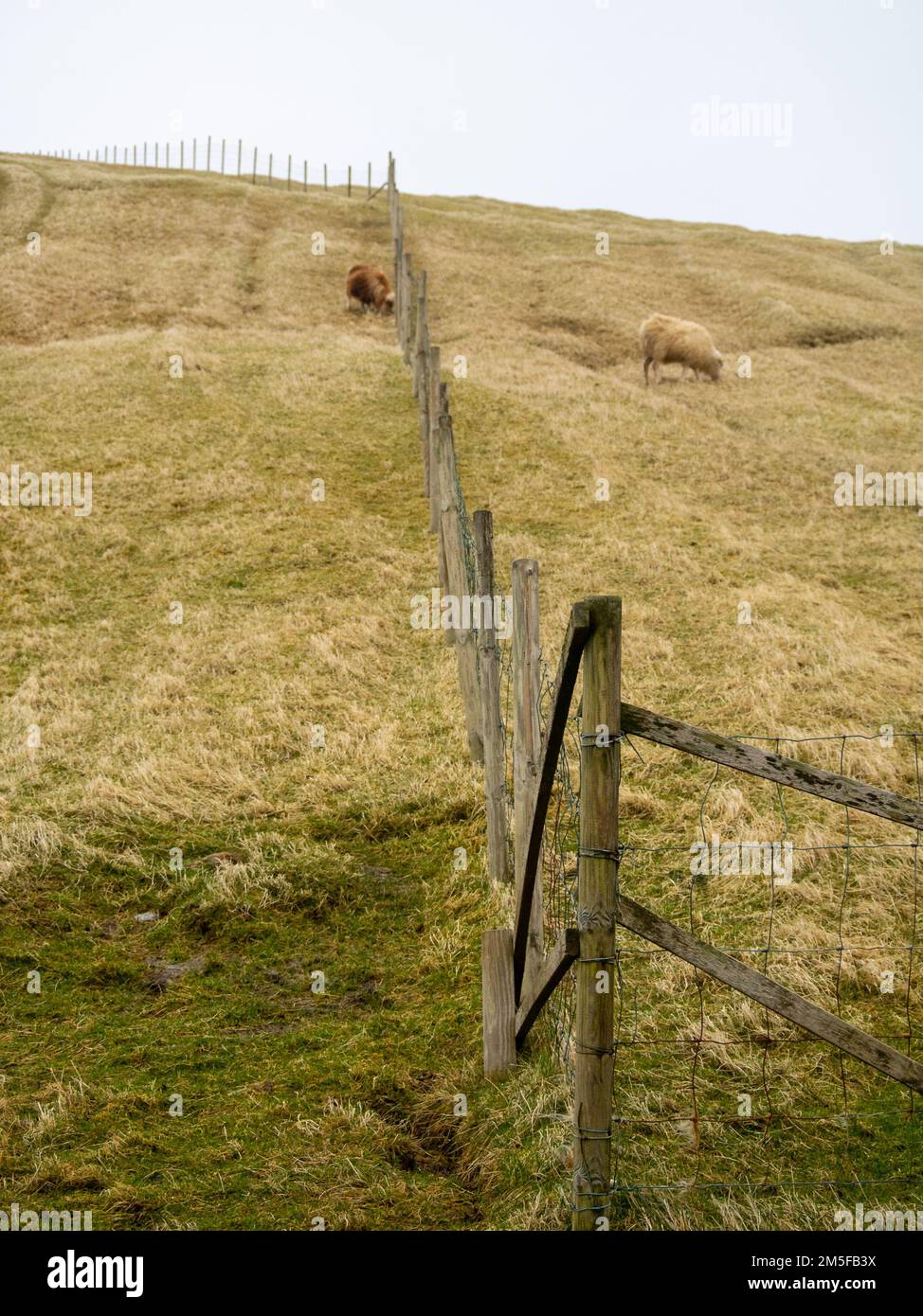 Ein Zaun in den Grasfeldern von Mykines Stockfoto