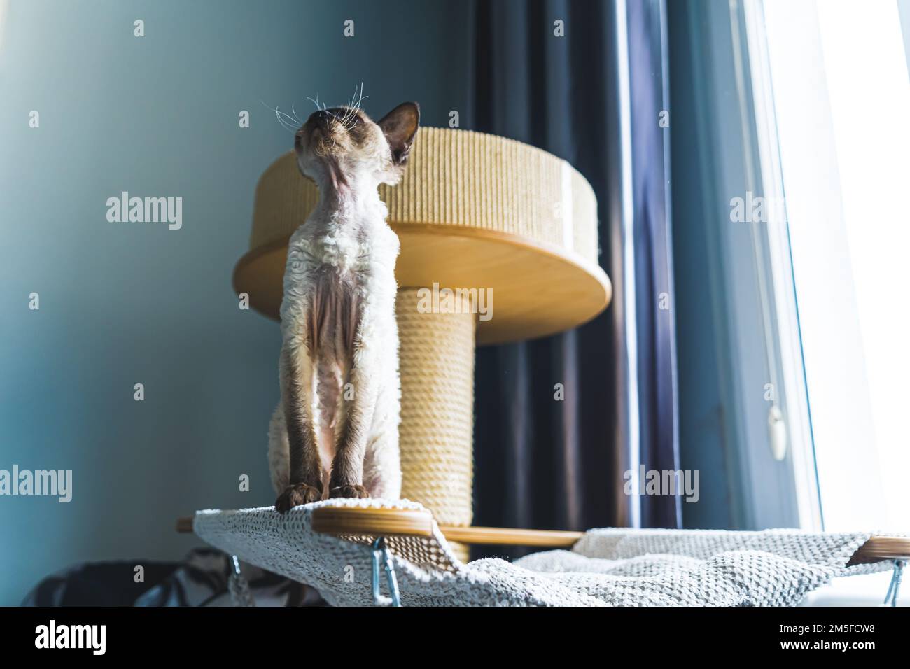 Aufnahme einer Devon-rex-Katze, die im Hintergrund mit einem Kratzer aufblickt. PET-Konzept. Weitwinkel. Niedriger Winkel. Hochwertiges Foto Stockfoto