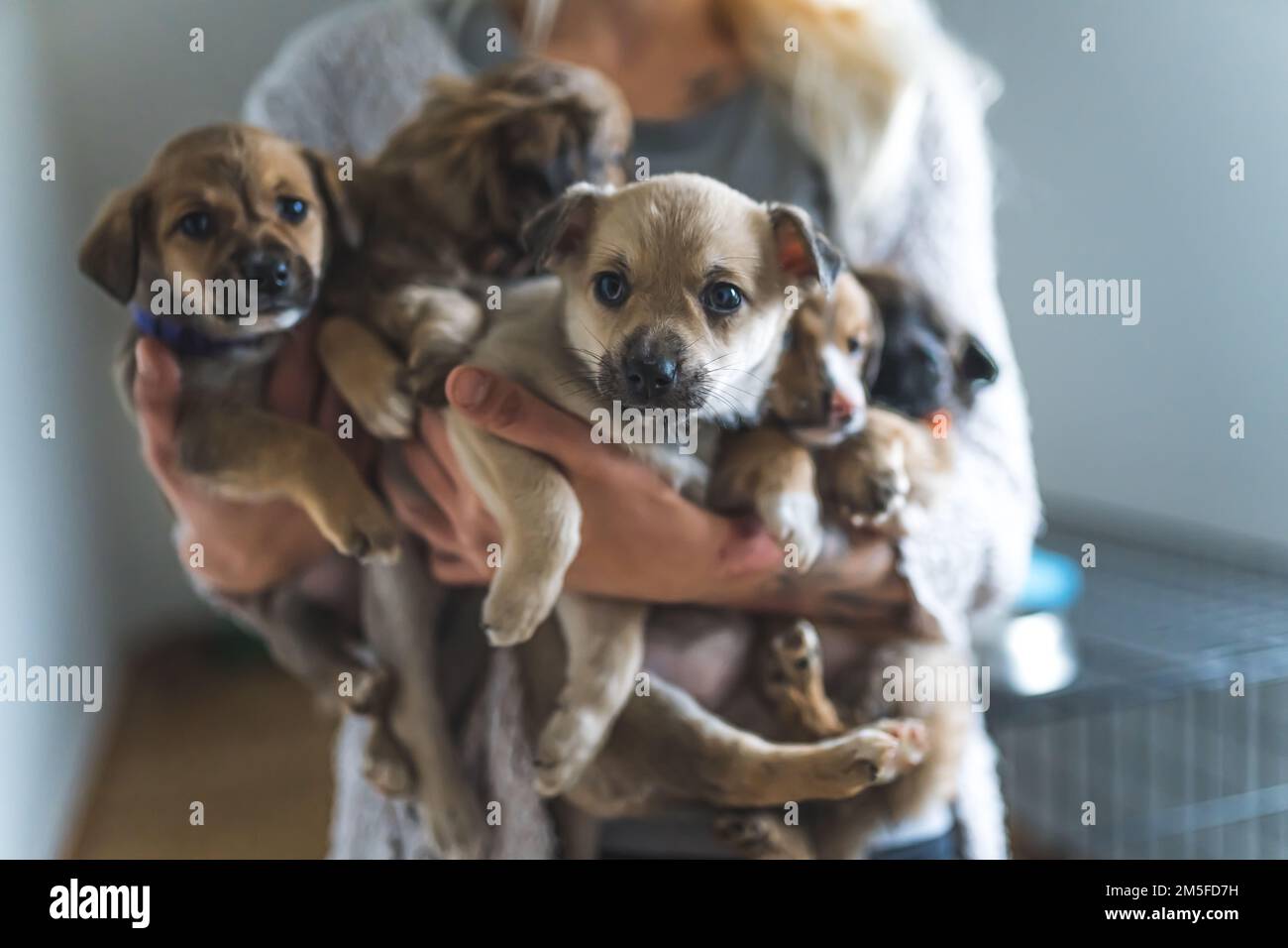 Eine Freiwillige hält eine große Gruppe kleiner Welpen. Hochwertiges Foto Stockfoto