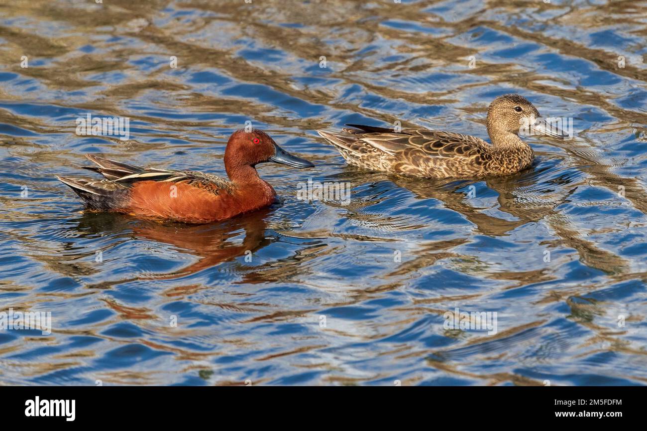 Zimt-Teal-Entenpaar, das in gemustertem Wasser schwimmt. Stockfoto