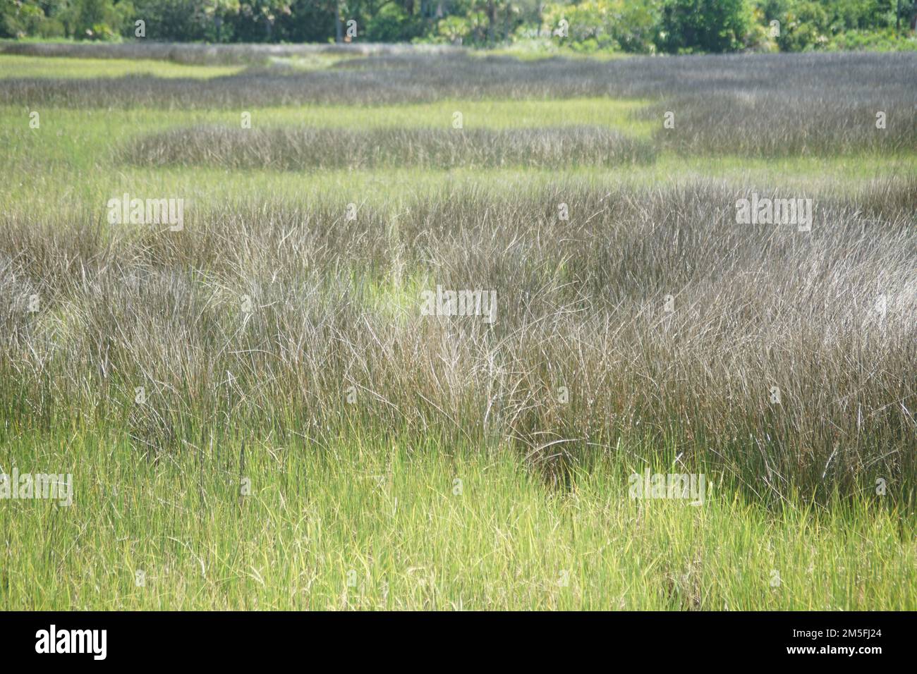 Malerischer Blick auf eine Wiese auf der Insel Seabrook, South Carolina Stockfoto