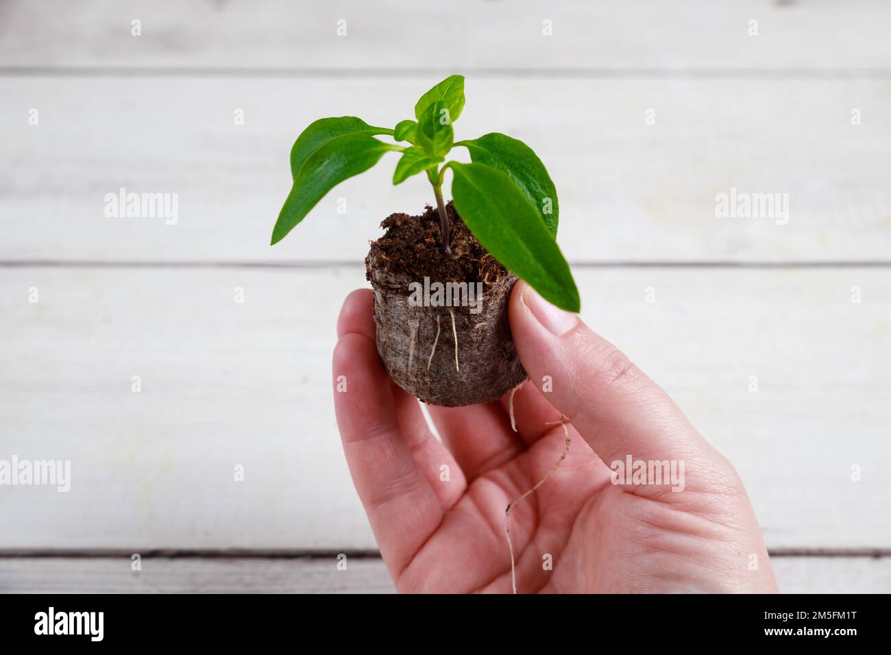 Sämling von Paprika in Torftablette mit gut entwickelten Wurzeln. Stockfoto