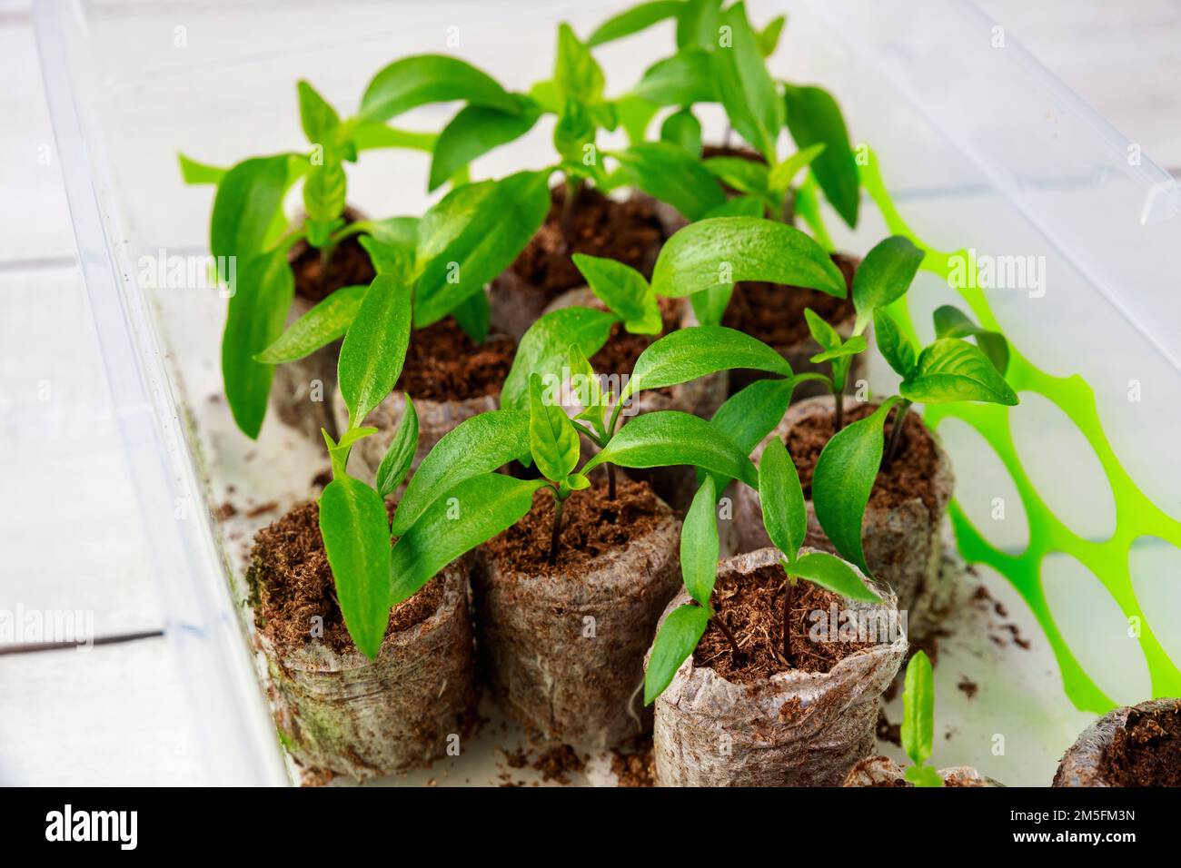 Zum Anbau von Paprika-Setzlingen wird eine Torftablette verwendet. Stockfoto