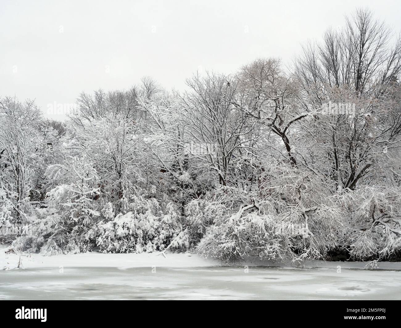 Der starke Schneefall in der kanadischen Hauptstadt verwandelt die Stadtparks in ein Winterwunderland genau rechtzeitig zu Weihnachten. Stockfoto