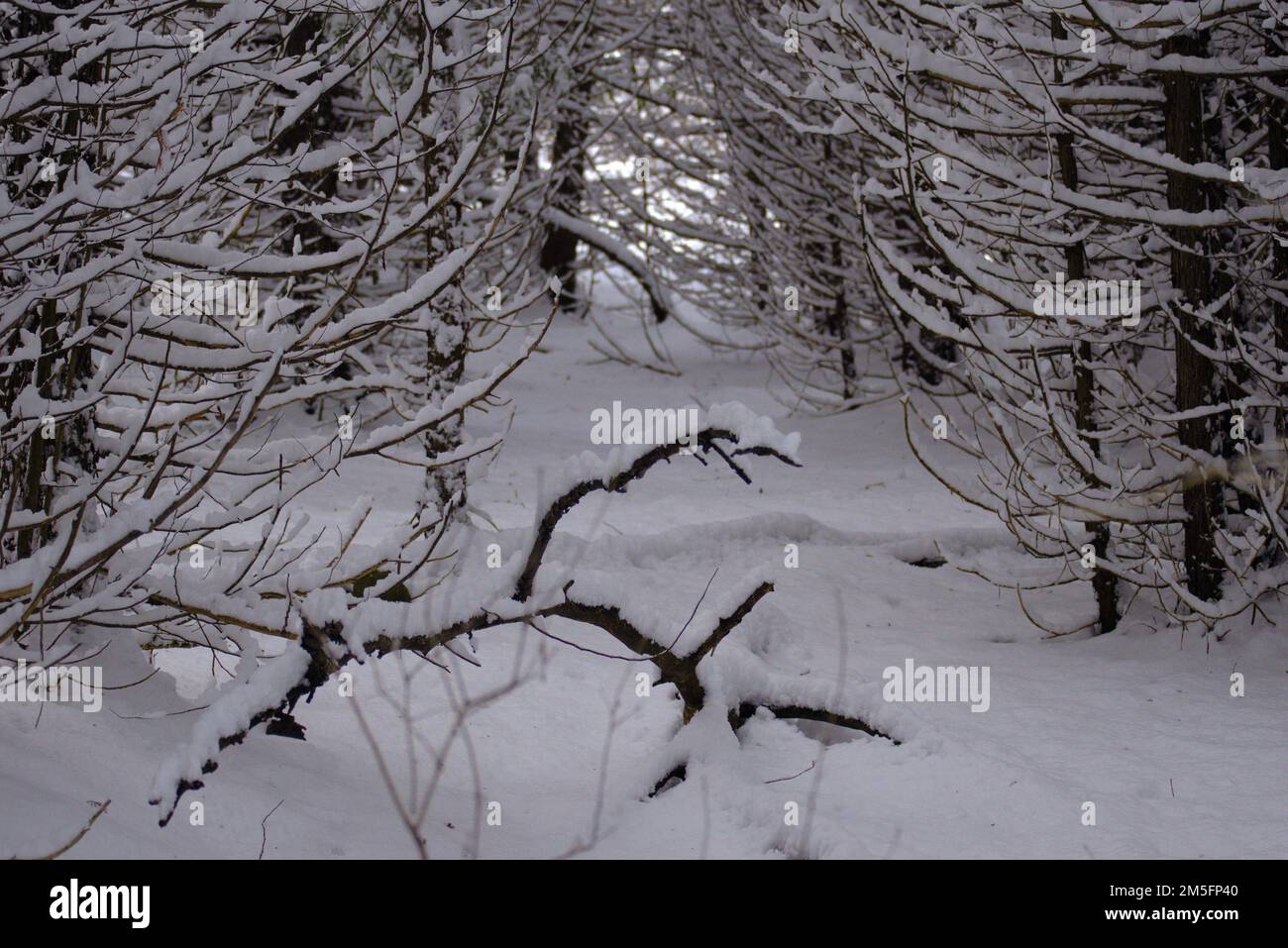 Dichtes Unterholz von Zweigen, die mit frischem Schnee bedeckt sind, auf einem Pfad in Ottawa, ON, Kanada. Stockfoto