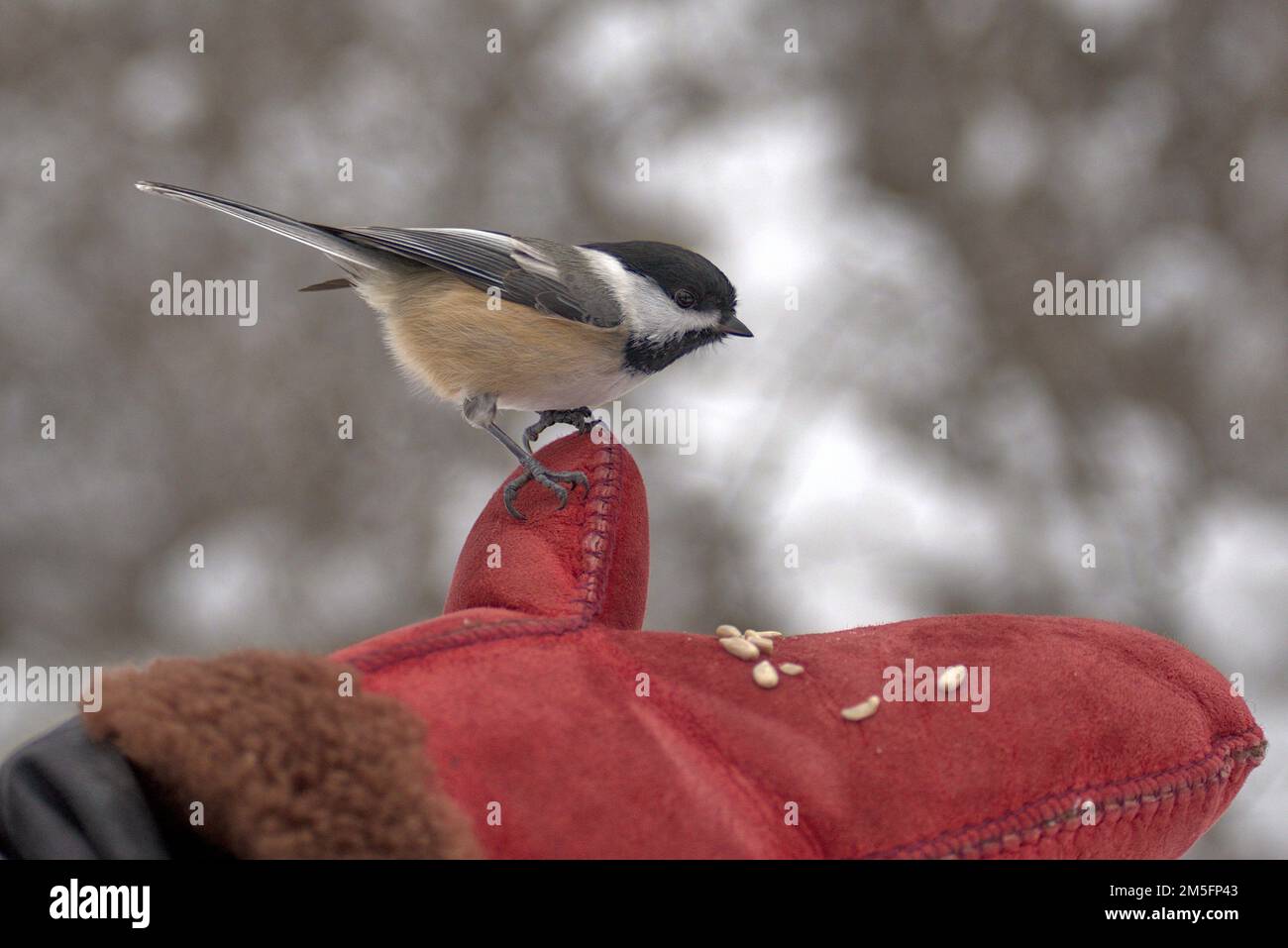 Schwarze Hühnchen (Poecile atricapillus) mit roter Hand auf einem sehr kalten und verschneiten Wanderweg in der Nähe von Ottawa, Ontario, Kanada. Stockfoto