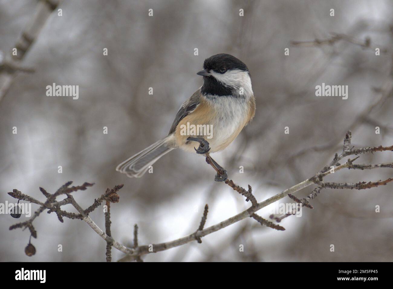 Schwarzkappenkatze (Poecile atricapillus) auf einem Zweig auf einem sehr kalten Wanderweg in der Nähe von Ottawa, Ontario, Kanada. Stockfoto