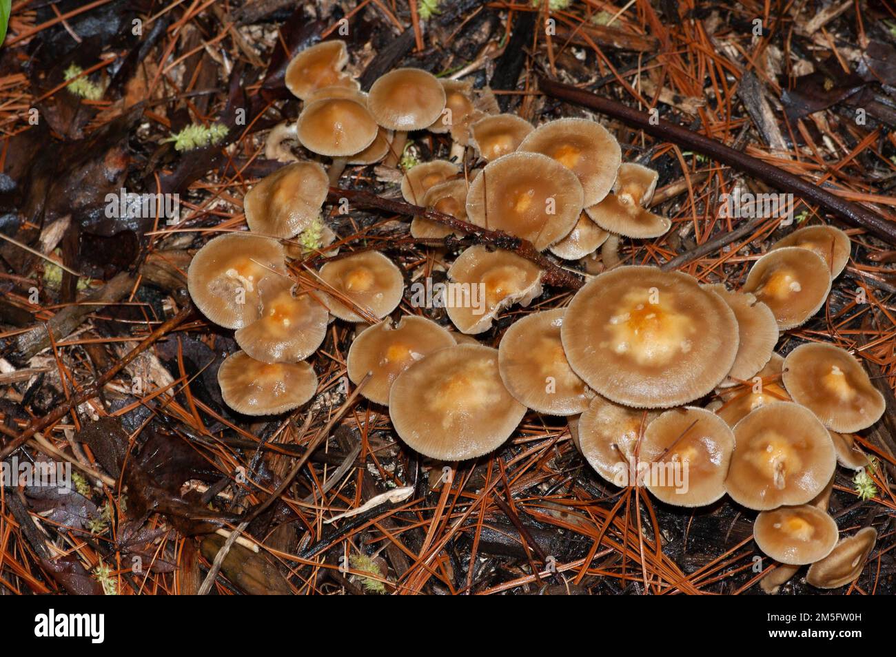 Psilocybe cyanescens Fruchtkörper in einem Mulchgebiet eines Werfens in Annandale, Virginia, USA Stockfoto