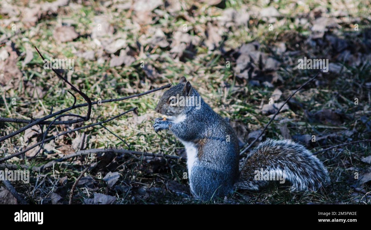 Eastern Grey Eichhörnchen (Sciurus carolinensis) sitzt aufrecht und beobachtet Bedrohungen. Stockfoto