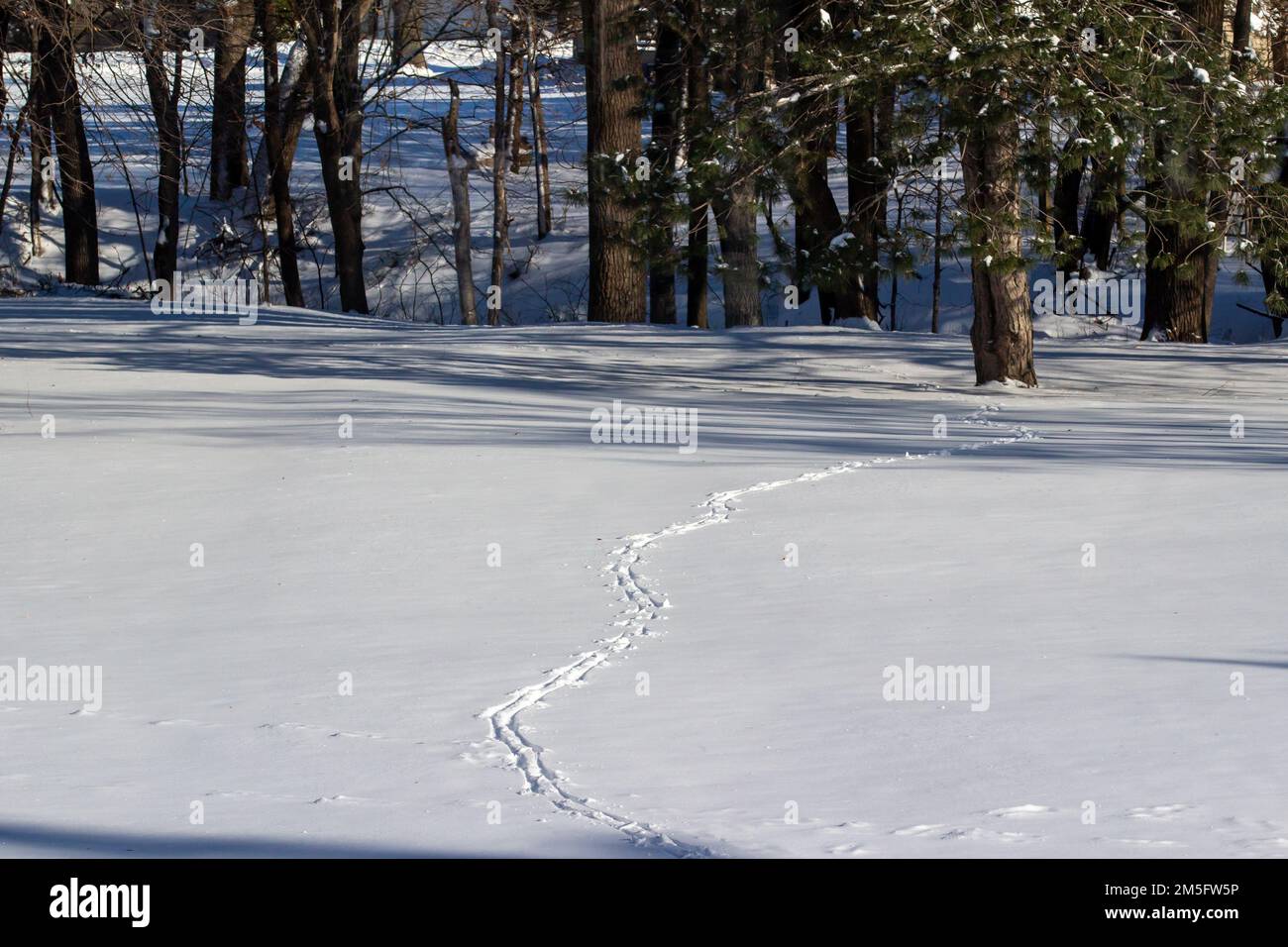 Landschaftsblick auf einen schneebedeckten Rasen mit Hirschspuren nach einem frischen Wintersturm an einem sonnigen Tag, mit einer von Bäumen gesäumten Schlucht im Hintergrund Stockfoto