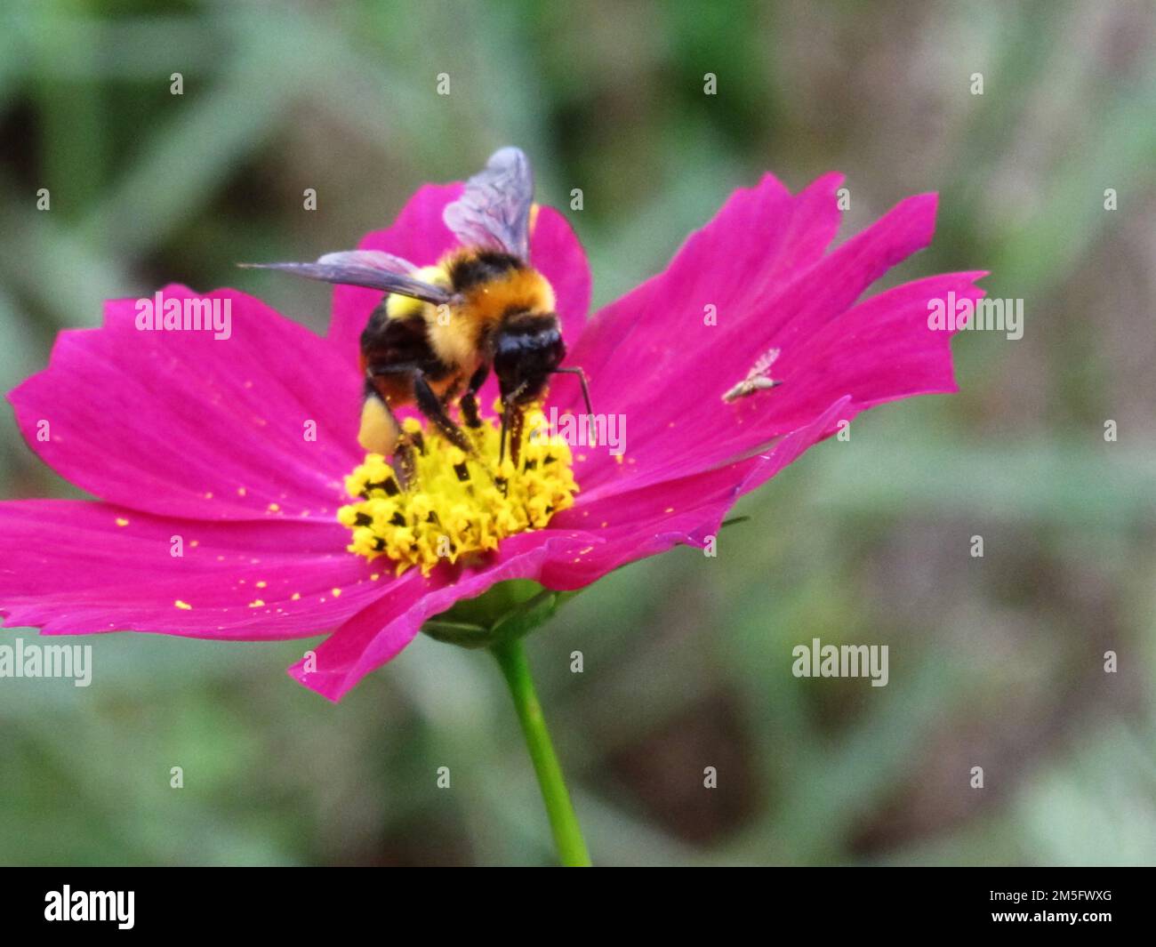 Bienen Insektenstangen und Nektar Süßwasser auf Blüten Flora Blüte und grüne Blattpflanze im Gartenpark tropische Frische auf dem Berg Mon Jam Stockfoto