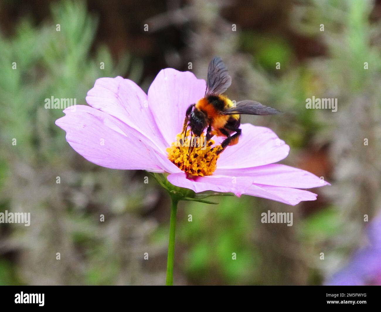 Bienen Insektenstangen und Nektar Süßwasser auf Blüten Flora Blüte und grüne Blattpflanze im Gartenpark tropische Frische auf dem Berg Mon Jam Stockfoto
